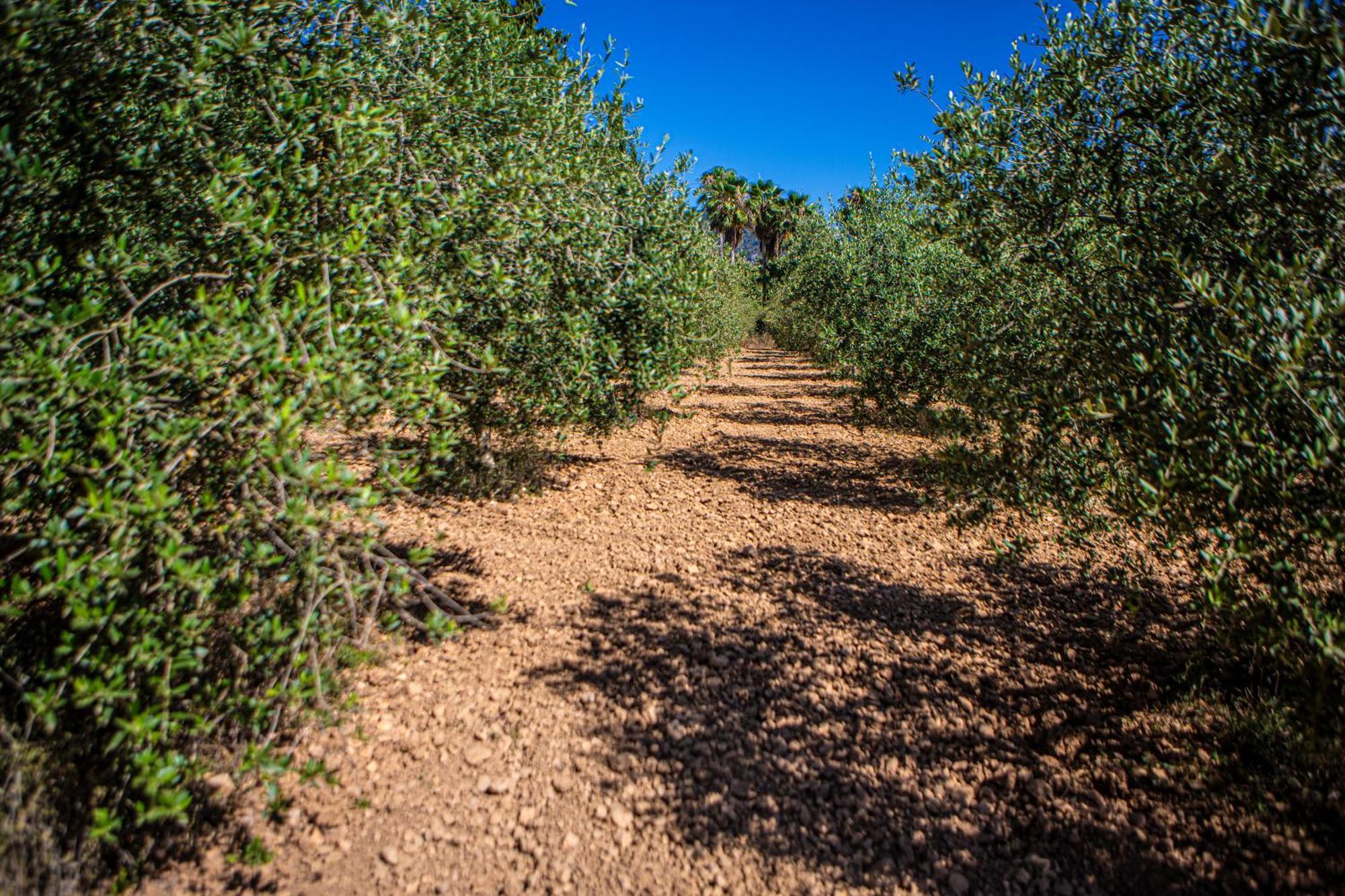 Son Ribes Vila Alaró Exterior foto